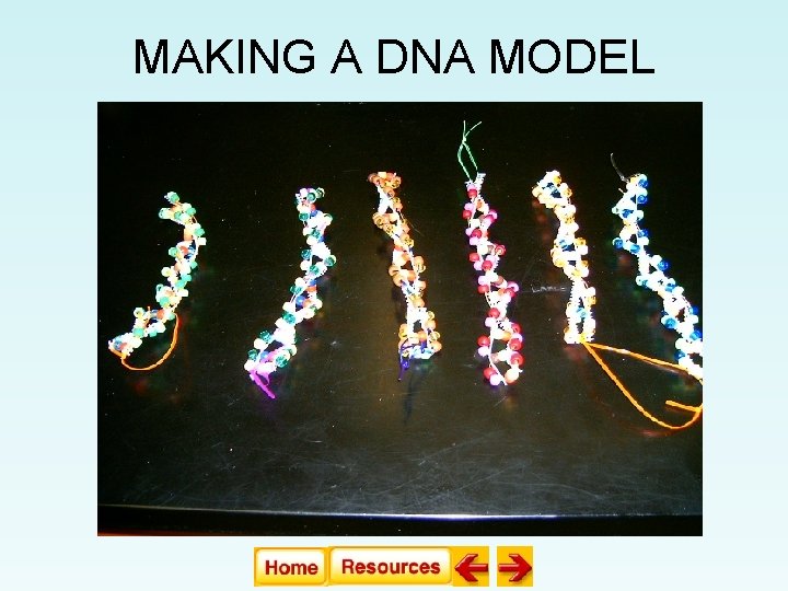 MAKING A DNA MODEL MAKING A DNA MODEL