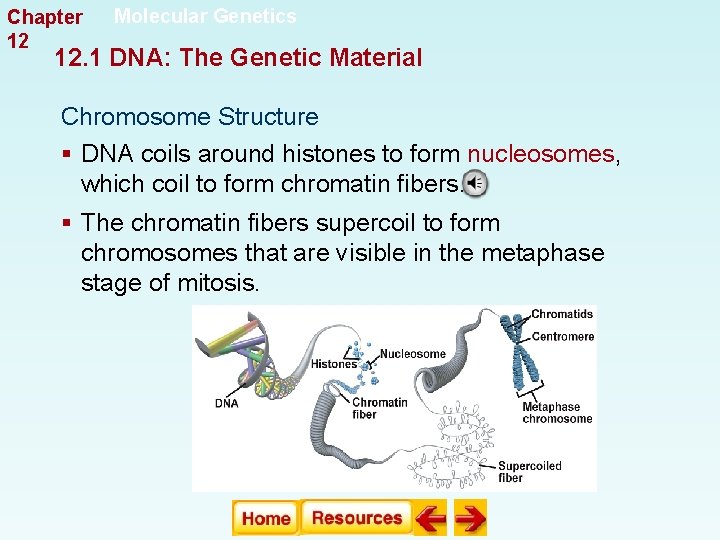 Chapter 12 Molecular Genetics 12. 1 DNA: The Genetic Material Chromosome Structure § DNA Chapter 12 Molecular Genetics 12. 1 DNA: The Genetic Material Chromosome Structure § DNA