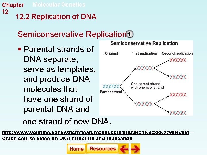 Chapter 12 Molecular Genetics 12. 2 Replication of DNA Semiconservative Replication § Parental strands Chapter 12 Molecular Genetics 12. 2 Replication of DNA Semiconservative Replication § Parental strands
