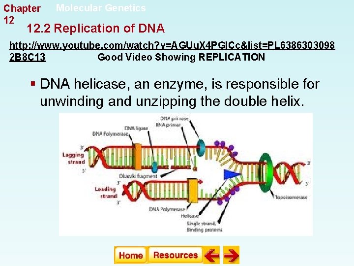 Chapter 12 Molecular Genetics 12. 2 Replication of DNA http: //www. youtube. com/watch? v=AGUu. Chapter 12 Molecular Genetics 12. 2 Replication of DNA http: //www. youtube. com/watch? v=AGUu.