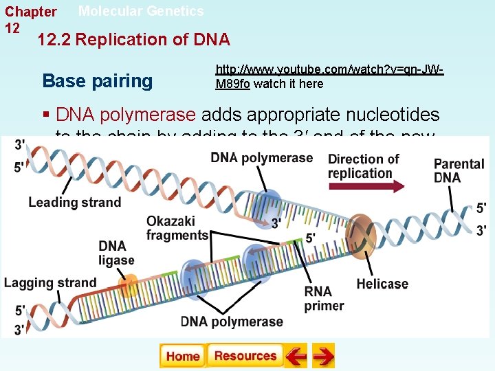 Chapter 12 Molecular Genetics 12. 2 Replication of DNA Base pairing http: //www. youtube. Chapter 12 Molecular Genetics 12. 2 Replication of DNA Base pairing http: //www. youtube.