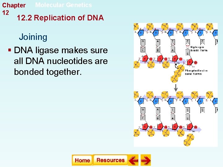 Chapter 12 Molecular Genetics 12. 2 Replication of DNA Joining § DNA ligase makes Chapter 12 Molecular Genetics 12. 2 Replication of DNA Joining § DNA ligase makes