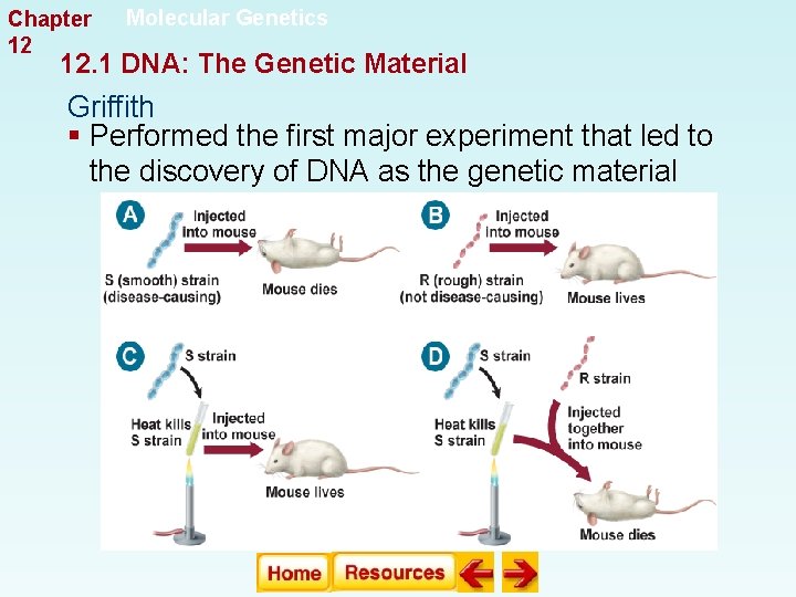 Chapter 12 Molecular Genetics 12. 1 DNA: The Genetic Material Griffith § Performed the Chapter 12 Molecular Genetics 12. 1 DNA: The Genetic Material Griffith § Performed the