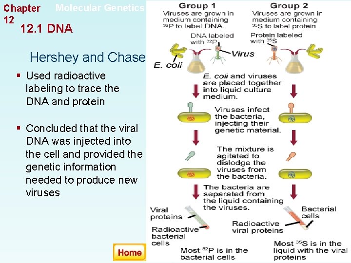 Chapter 12 Molecular Genetics 12. 1 DNA Hershey and Chase § Used radioactive labeling Chapter 12 Molecular Genetics 12. 1 DNA Hershey and Chase § Used radioactive labeling