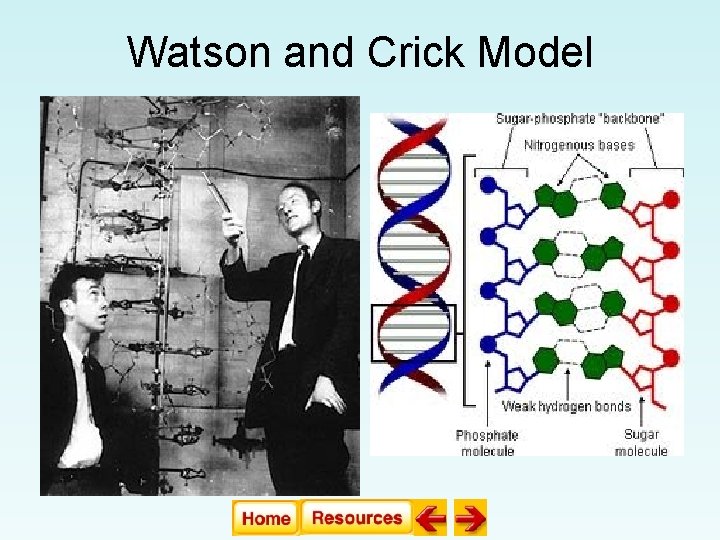 Watson and Crick Model Watson and Crick Model