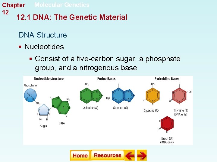 Chapter 12 Molecular Genetics 12. 1 DNA: The Genetic Material DNA Structure § Nucleotides Chapter 12 Molecular Genetics 12. 1 DNA: The Genetic Material DNA Structure § Nucleotides