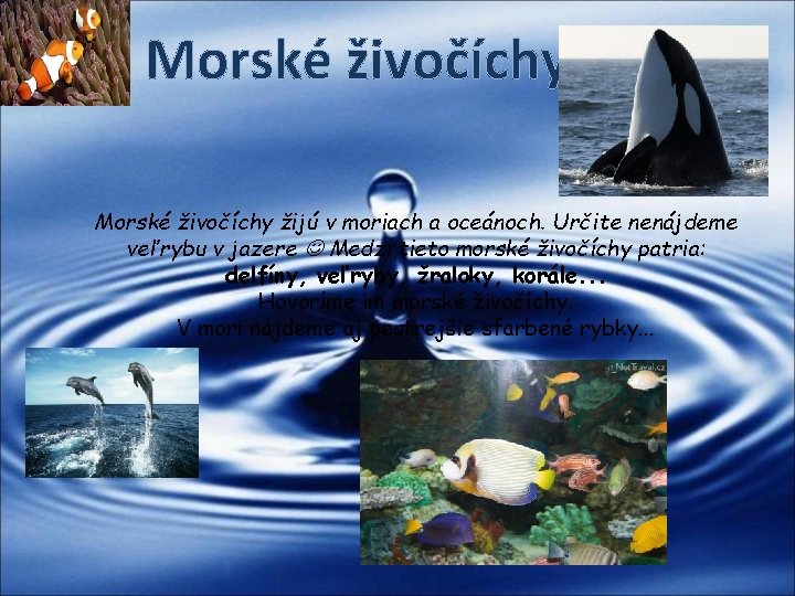 Morské živočíchy žijú v moriach a oceánoch. Určite nenájdeme veľrybu v jazere Medzi tieto