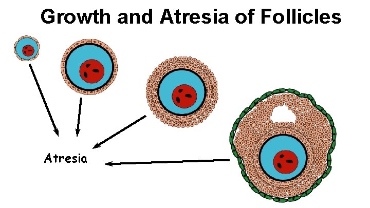 Growth and Atresia of Follicles Atresia 