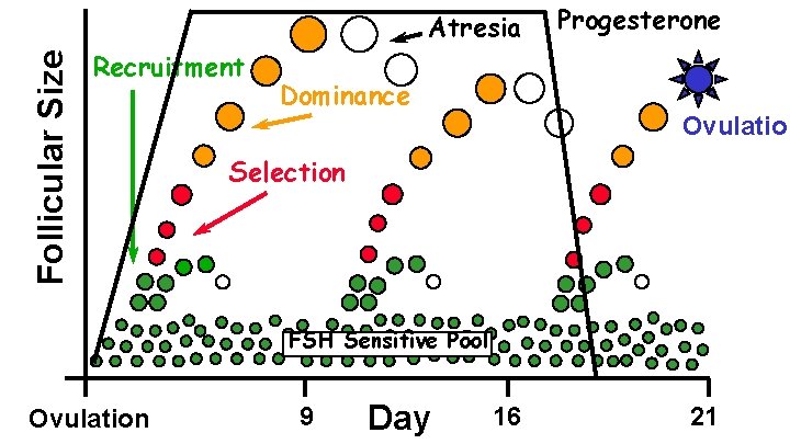 Follicular Size Atresia Recruitment Dominance Progesterone Ovulation Selection FSH Sensitive Pool Ovulation 9 Day