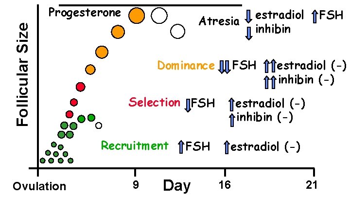 Follicular Size Progesterone Atresia Ovulation FSH Dominance Selection FSH Recruitment 9 FSH Day estradiol