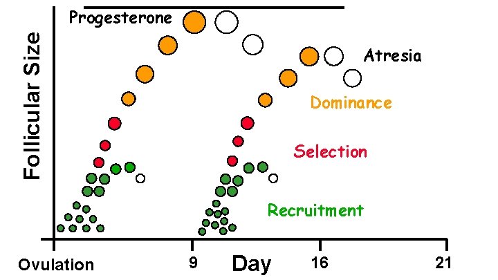 Follicular Size Progesterone Atresia Dominance Selection Recruitment Ovulation 9 Day 16 21 