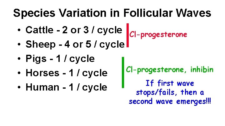 Species Variation in Follicular Waves • • • Cattle - 2 or 3 /