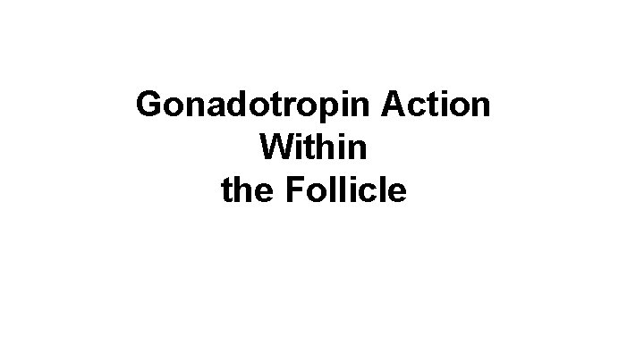 Gonadotropin Action Within the Follicle 