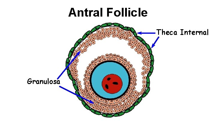 Antral Follicle Theca Internal Granulosa 