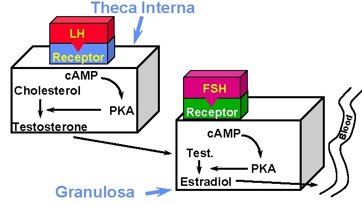 Theca Interna LH Receptor c. AMP Cholesterol FSH d Testosterone Receptor Bloo PKA c.