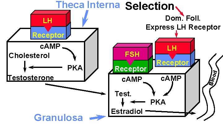 Theca Interna Selection Dom. Foll. Express LH Receptor c. AMP Cholesterol FSH PKA Testosterone