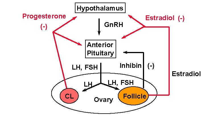 Hypothalamus Progesterone (-) Gn. RH Estradiol (-) Anterior Pituitary Inhibin (-) LH, FSH LH