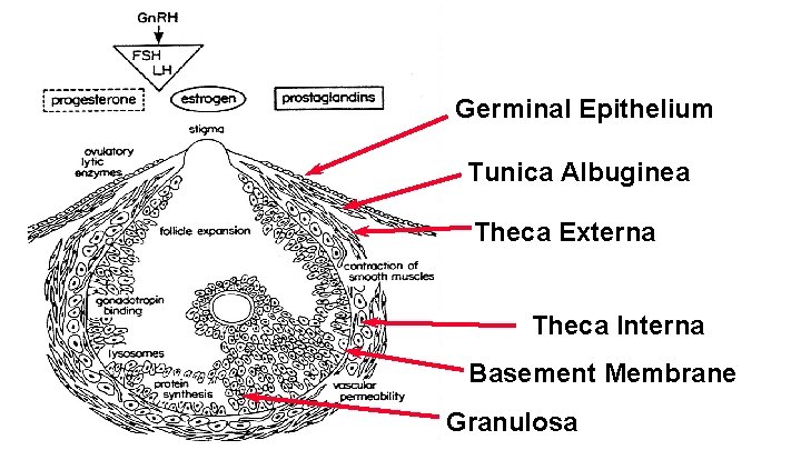 Germinal Epithelium Tunica Albuginea Theca Externa Theca Interna Basement Membrane Granulosa 