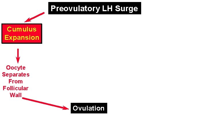 Preovulatory LH Surge Cumulus Expansion Oocyte Separates From Follicular Wall Ovulation 