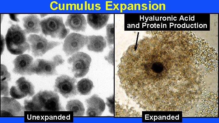 Cumulus Expansion Hyaluronic Acid and Protein Production Unexpanded Expanded 