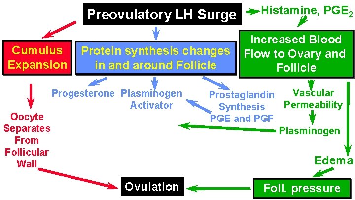 Preovulatory LH Surge Cumulus Expansion Protein synthesis changes in and around Follicle Progesterone Plasminogen