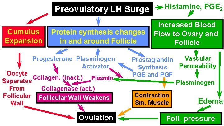 Preovulatory LH Surge Cumulus Expansion Protein synthesis changes in and around Follicle Progesterone Plasminogen