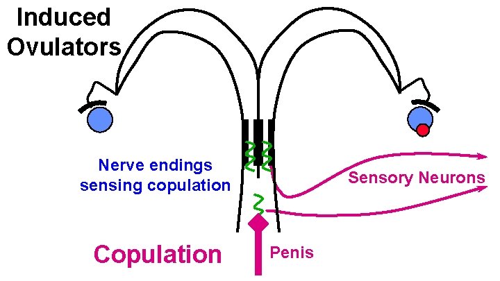 Induced Ovulators Nerve endings sensing copulation Copulation Sensory Neurons Penis 