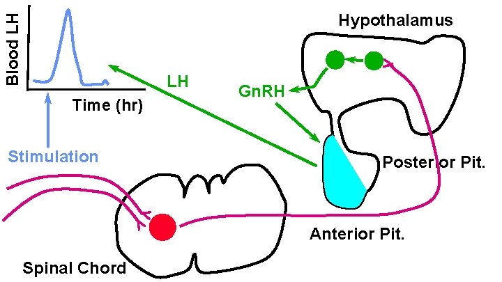 Blood LH Hypothalamus LH Time (hr) Stimulation Gn. RH Posterior Pit. Anterior Pit. Spinal