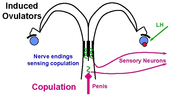 Induced Ovulators LH Nerve endings sensing copulation Copulation Sensory Neurons Penis 