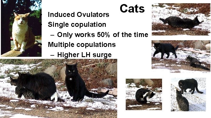 Cats • Induced Ovulators • Single copulation – Only works 50% of the time