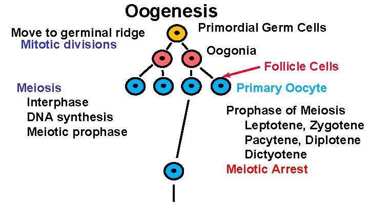 Oogenesis Move to germinal ridge Mitotic divisions Primordial Germ Cells Oogonia Follicle Cells Meiosis
