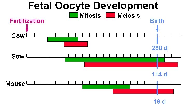 Fetal Oocyte Development Fertilization Mitosis Meiosis Birth Cow 280 d Sow 114 d Mouse