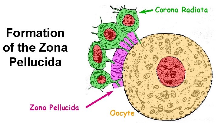 Corona Radiata Formation of the Zona Pellucida Oocyte 