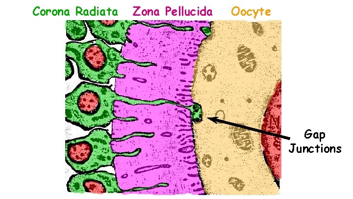 Corona Radiata Zona Pellucida Oocyte Gap Junctions 