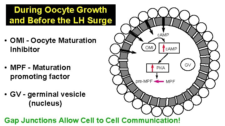 During Oocyte Growth and Before the LH Surge • OMI - Oocyte Maturation Inhibitor