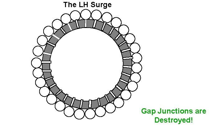 The LH Surge Gap Junctions are Destroyed! 