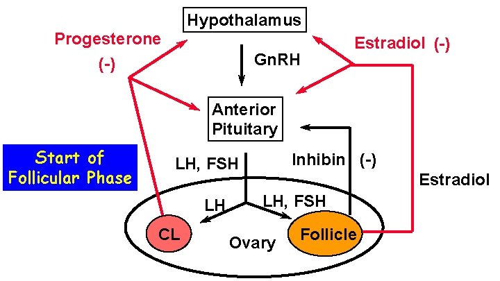 Hypothalamus Progesterone (-) Gn. RH Estradiol (-) Anterior Pituitary Start of Follicular Phase Inhibin