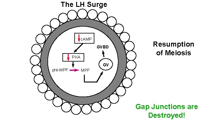 The LH Surge c. AMP GVBD PKA Resumption of Meiosis GV pre-MPF Gap Junctions