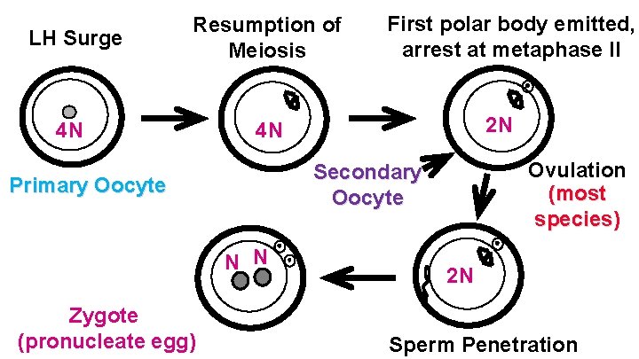 LH Surge Resumption of Meiosis 4 N 4 N 2 N Ovulation (most species)