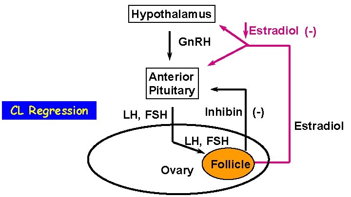 Hypothalamus Gn. RH Estradiol (-) Anterior Pituitary CL Regression Inhibin (-) LH, FSH Estradiol
