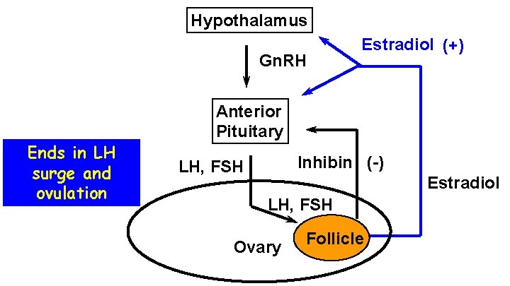 Hypothalamus Gn. RH Ends in LH surge and ovulation Estradiol (+) Anterior Pituitary Inhibin