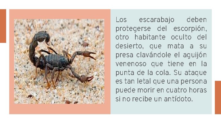 Los escarabajo deben protegerse del escorpión, otro habitante oculto del desierto, que mata a