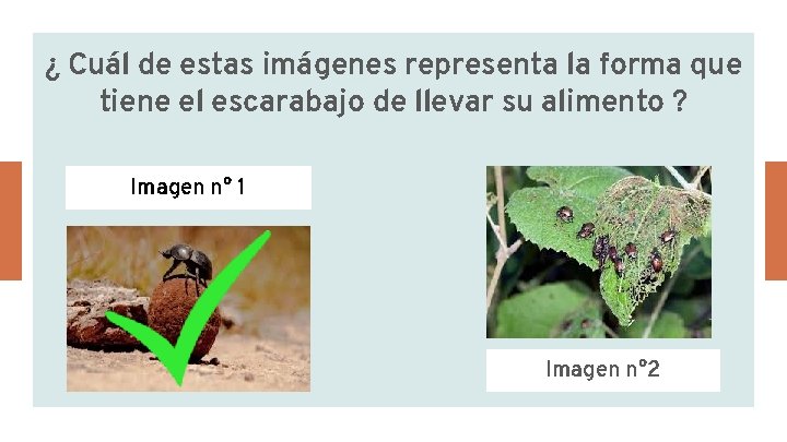 ¿ Cuál de estas imágenes representa la forma que tiene el escarabajo de llevar