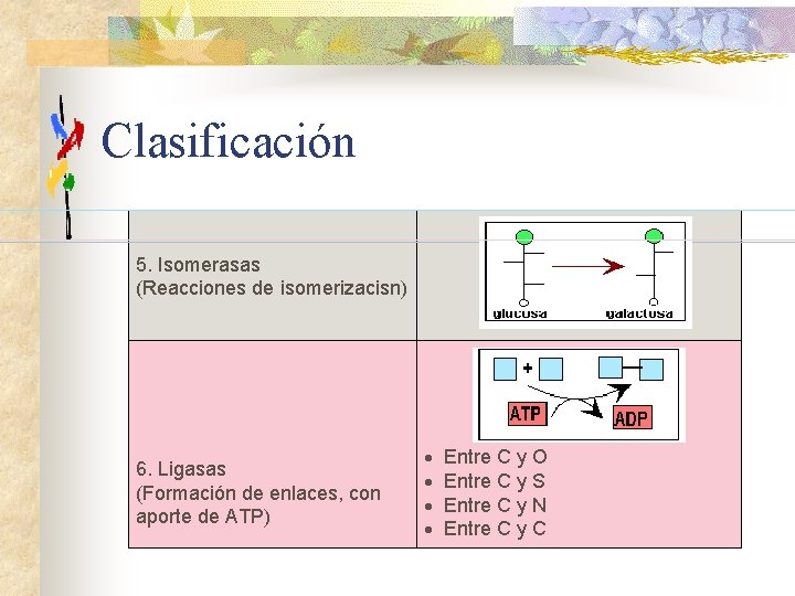 Clasificación 5. Isomerasas (Reacciones de isomerizacisn) 6. Ligasas (Formación de enlaces, con aporte de