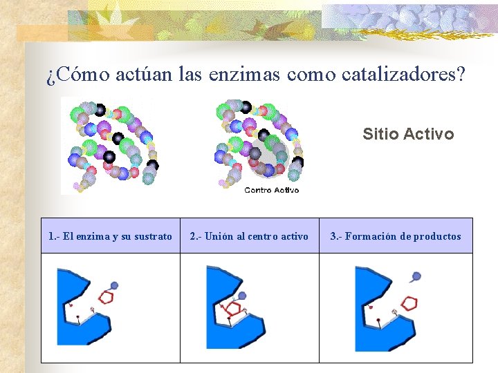 ¿Cómo actúan las enzimas como catalizadores? Sitio Activo 1. - El enzima y su