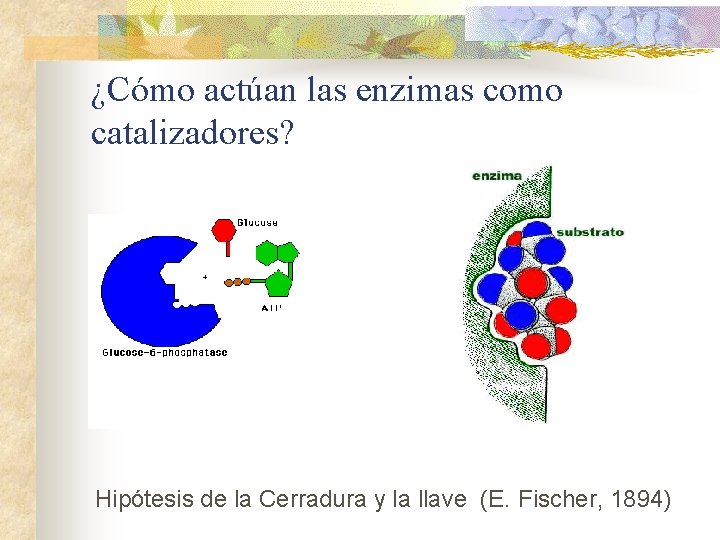 ¿Cómo actúan las enzimas como catalizadores? Hipótesis de la Cerradura y la llave (E.