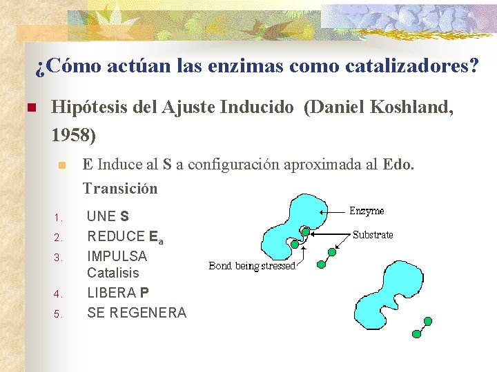 ¿Cómo actúan las enzimas como catalizadores? n Hipótesis del Ajuste Inducido (Daniel Koshland, 1958)