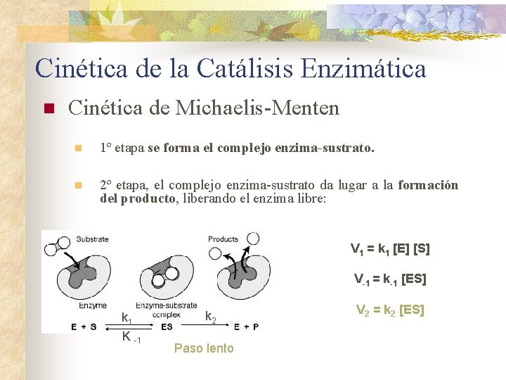 Cinética de la Catálisis Enzimática n Cinética de Michaelis-Menten n 1º etapa se forma