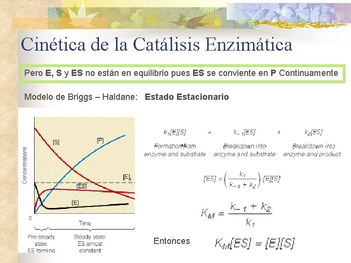 Cinética de la Catálisis Enzimática Pero E, S y ES no están en equilibrio