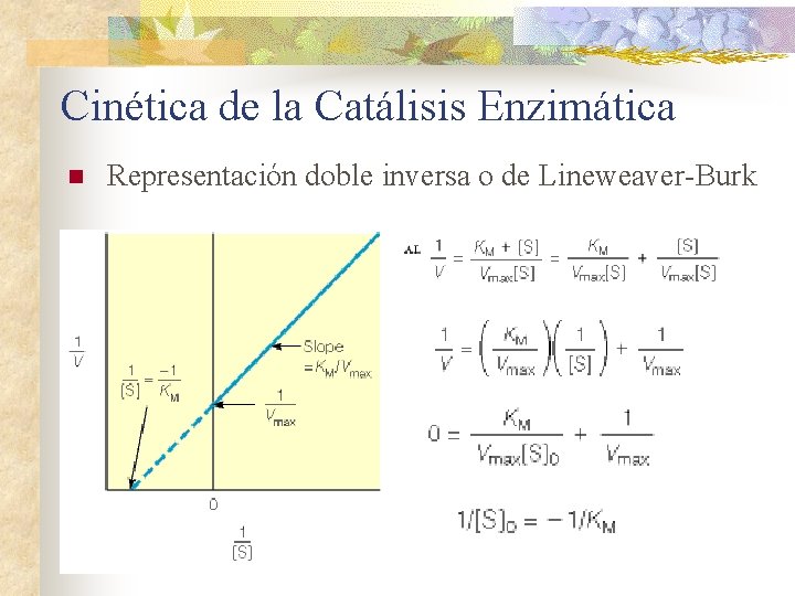 Cinética de la Catálisis Enzimática n Representación doble inversa o de Lineweaver-Burk 